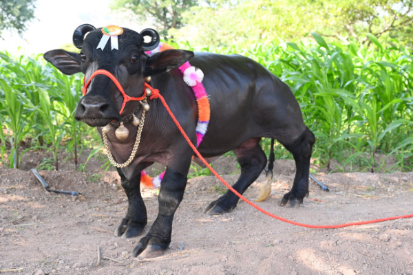 உலகின் மிகச் சிறிய நீர் எருமை கின்னஸ் சாதனை | World S Smallest Buffalo Guinness World Record