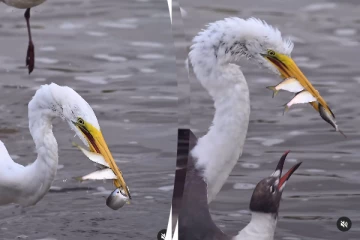 ஒரே நேரத்தில் 3 மீன்களை வேட்டையாடிய நாரை... கடைசியில் இப்படி ஆகிடுச்சே