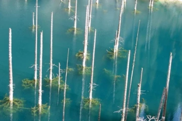 பனிக்கட்டியில் தோன்றும் மரங்கள் - நீருக்கடியில் காட்டை உருவாக்கிய 100 ஆண்டு பழமையான நிலநடுக்கம்