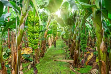 வீட்டில் வாழை மரம் இருக்கா? கட்டாயம் இதை பற்றி தெரிஞ்சிக்கோங்க