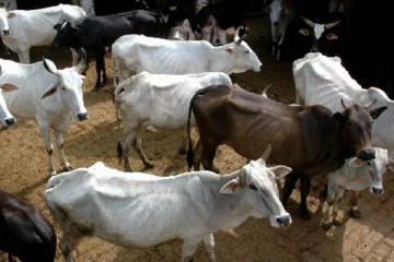 கல்முனை மாநகர எல்லைக்குள் உணவுக்காக அறுக்கப்படும் மாடுகள்! கால்நடை வைத்திய அதிகாரி வெளியிட்ட தகவல்