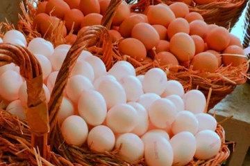 முட்டைகள் இறக்குமதி தொடர்பில் வெளியான தகவல