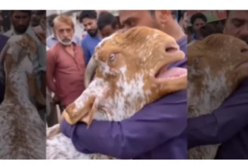 உயிர் போகும் நேரத்தில் வளர்த்தவரை கட்டி அனைத்து வேதனையை வெளிப்படுத்திய ஆடு - வைரலாகும் வீடியோ