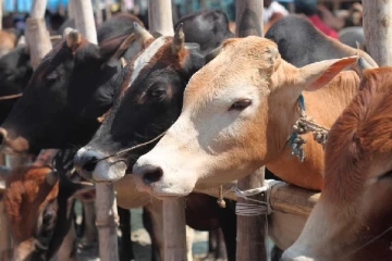 மாடுகளை அறுக்க தடை - சம்பந்தப்பட்ட தரப்புக்கு சென்றது உத்தரவு