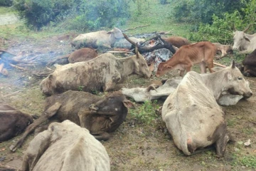 கடும் குளிரால் கால்நடைகள் உயிரிழந்தமைக்கு நட்டஈடு வழங்கப்படாது! விவசாய அமைச்சு அறிவிப்பு
