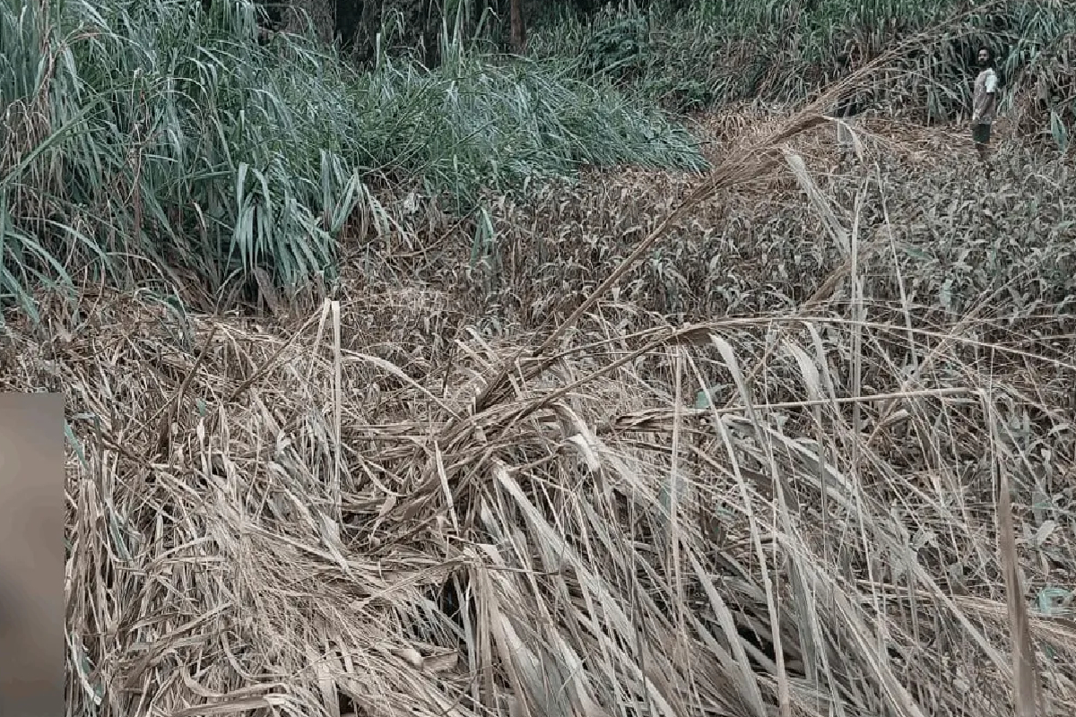 பாலத்திலிருந்து பாய்ந்த பெண் சடலமாக மீட்பு | Body Of Woman Who Jumped From Bridge Recovered பாலத்திலிருந்து பாய்ந்த பெண் சடலமாக மீட்பு | Body Of Woman Who Jumped From Bridge Recovered