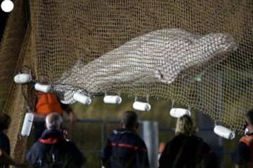 பிரான்ஸ் நதியில் சிக்கிய வெள்ளைத் திமிங்கிலம்!