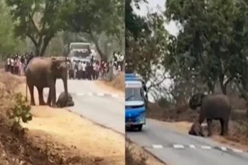 புலி தாக்கியதில் குட்டியானை பலி - செய்வதறியாது தாய் யானை பாசப்போராட்டம்!