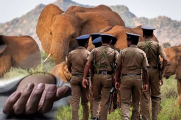 ஒரே நாளில் யானை தாக்கி யுவதி உட்பட மூவர் பலியான சோகம்!