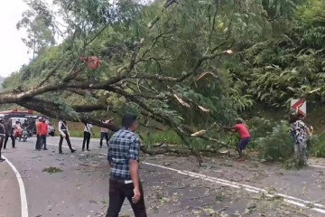මෙම මාර්ගයට ගසක් කඩා වැටෙයි - ගමනාගමනයට බාධා