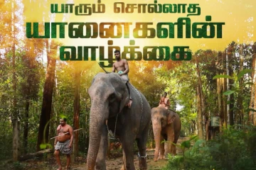 கொண்டாட்டமாக வாழும் கொடநாடு யானைகள்