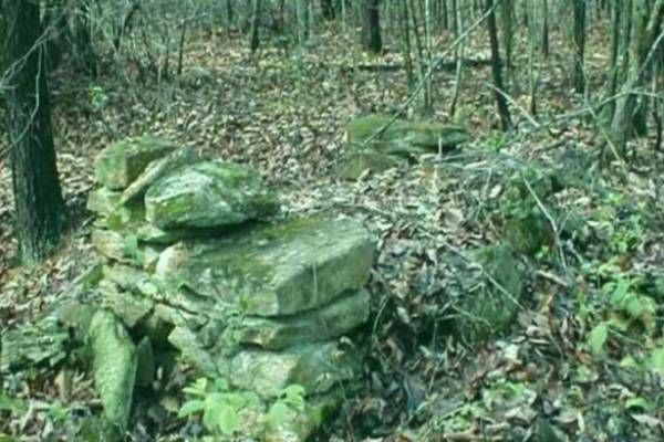 காட்டில் மறைந்திருக்கும் மனிதனை 12 வினாடிகளுக்குள் கண்டுபிடிக்க முடியுமா? | Optical Illusion Find The Man Hidden In The Forest