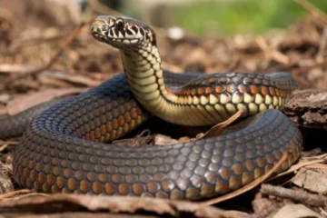 பாம்பை கடித்து சாப்பிட்ட 3 வயது சிறுவன்... மருத்துவமனையில் கண்ணீர் சிந்திய பெற்றோர்