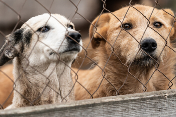யாழில் நாய்களுக்கு காப்பகம் ; நிறைவேற்றப்பட்ட பிரேரணை | Dog Shelter Approved In Jaffna Motion Passed
