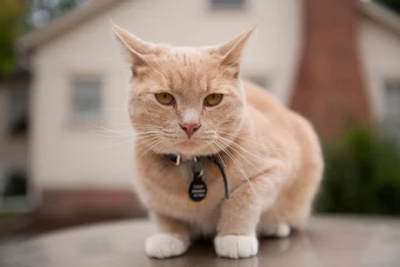 சுவிஸ் நாட்டவரால் பூனைக்கு நேர்ந்த கொடுமை...