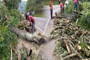 ஹட்டன் - கொழும்பு பிரதான வீதியில் மரம் விழுந்து போக்குவரத்து தடை