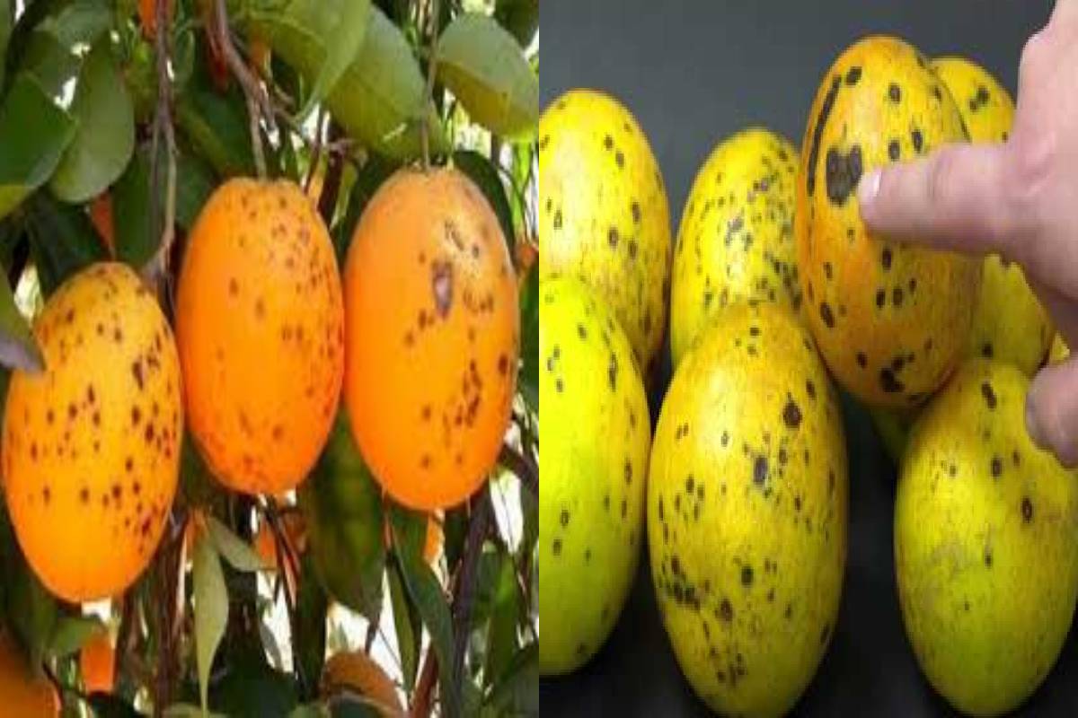 நீங்க வாங்கும் எலுமிச்சை பழத்தின் உள்ளே சாறே இல்லையா? இனி இப்படி பார்த்து வாங்குங்க! | How To Identify Juicy Lemon Easy Tips