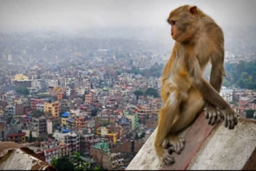 குரங்கம்மை அச்சத்தால் குரங்குகளைக் கொல்லும் மக்கள்!