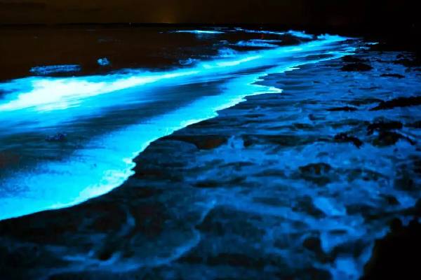 இரவில் நீல நிறத்தில் ஜொலிக்கும் மாயாஜால கடற்கரைகள்! என்ன காரணம்னு தெரியுமா? | Why Are The Sea Waves Sometimes Glow Blue