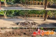 அகற்றப்படாத மரக்கிளைகளால் பெரிதும் பாதிப்படைந்துள்ள மாணவர்கள்