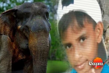 වන අලි පහරින් දරුවා මරුට