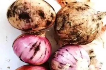 வெங்காயத்தின் மூலம் கருப்பு பூஞ்சை பரவுகிறாதா? மருத்துவர்களின் எச்சரிக்கை!