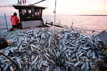 2026 ஆம் ஆண்டுக்கான மீன்பிடி ஒதுக்கீடுகள்... ஒப்புக்கொண்ட ஐரோப்பிய ஒன்றிய நாடுகள்