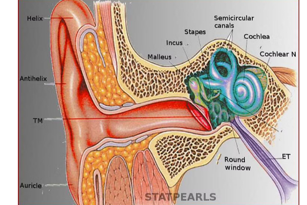 காதில் பட்ஸ் வைத்து சுத்தம் செய்பவரா நீங்கள்? இனி அந்த தவறை செய்திடாதீங்க | Ear Infection Symptoms In Tamil