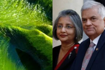 ඇල්ගී කෑවම මොකද් වෙන්නේ..? හිටපු ජනපති රනිල් ඇල්ගී කෑවේ ඇයි...රහස මෙන්න..