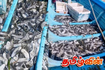 இரணைதீவு கடலட்டை பண்ணையாளர்களுக்கு பெரும் அழிவு