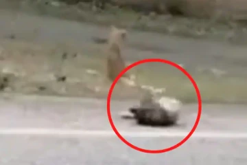 நடித்து ஏமாற்றிய நாய் - பர்மாமென்ஸில் ஹீரோவையே விஞ்சிய காட்சி