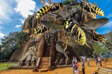 சிகிரியாவை பார்வையிடச் சென்ற சுற்றுலா பயணிகளுக்கு ஏற்பட்ட நிலை : பலர் வைத்தியசாலையில்