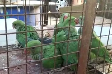 இலங்கைக்கு கடத்த இருந்த இருதலை மணியன் பாம்பு, 6 கிளிகள் மீட்பு: இருவர் கைது (Photos)