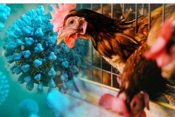 அமெரிக்காவில் வேகமாக பரவிவரும் பறவைக்காய்ச்சல் ; எச்சரிக்கை விடுக்கும் WHO