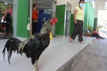 பொலிவியாவில் உயிரிழந்த எஜமானுக்காக 8 ஆண்டுகளாகக் காத்திருக்கும் சேவல்
