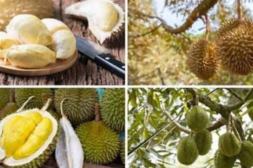 இலங்கை மக்களால் விரும்பி சாப்பிடப்படும் துரியான் பழம்! இவ்வளவு நன்மைகளா?