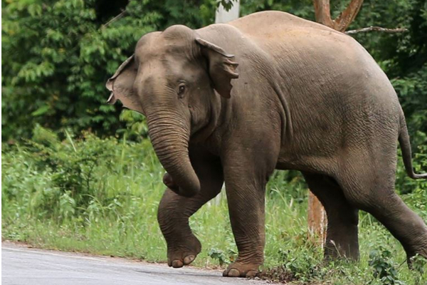 காட்டு யானை தாக்கி ஓய்வு பெற்ற இராணுவ சிப்பாய் உயிரிழப்பு | Retired Army Soldier Killed Wild Elephant Attack காட்டு யானை தாக்கி ஓய்வு பெற்ற இராணுவ சிப்பாய் உயிரிழப்பு | Retired Army Soldier Killed Wild Elephant Attack