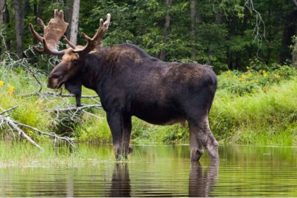 இரண்டு அமெரிக்கர்களுக்கு கனடாவில் விதிக்கப்பட்ட தண்டனை | Americans Fined For Shooting Moose From Motorboat