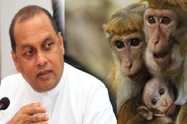 குரங்குகள் ஏற்றுமதி - பொன்சேகா வெளியிட்ட தகவல் | Animal Rights Laws Should Be Upheld Fonseka
