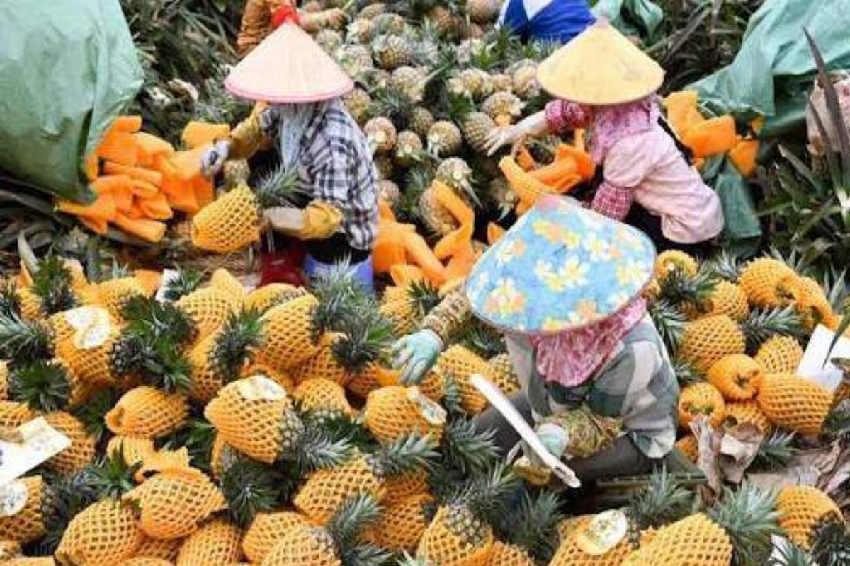 பழ விவசாயிகளுக்கு புதிய காப்புறுதித் திட்டம் அறிமுகம் | New Insurance Scheme Introduced For Fruit Farmers பழ விவசாயிகளுக்கு புதிய காப்புறுதித் திட்டம் அறிமுகம் | New Insurance Scheme Introduced For Fruit Farmers