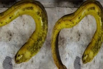 பொலன்னறுவையில் அரிய வகை மீன்