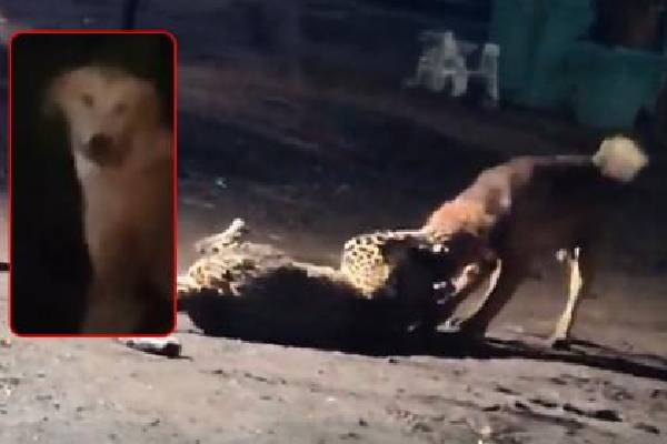 சிறுத்தையை கடித்து குதறிய தெருநாய் - அதிர்ச்சிக்குள்ளாக்கும் வீடியோ காட்சிகள்! | Dog Brutal Beatdown Of Leopard Video Viral
