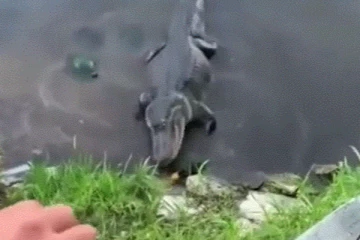 உணவுக்காக காத்திருந்த முதலை...ஓடி வந்து ஆமை செய்த செயல்! வியப்பில் இணையவாசிகள்