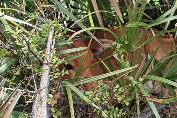 மன்னாரில் மாடு திருடியவர்களை மடக்கிப்பிடித்த இளைஞர்கள் | Three Arrested For Stealing Cows In Mannar மன்னாரில் மாடு திருடியவர்களை மடக்கிப்பிடித்த இளைஞர்கள் | Three Arrested For Stealing Cows In Mannar