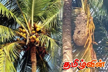 கந்தளாயில் தென்னை மரங்களை அழிக்கும் வண்டுத் தாக்குதல்: விவசாயிகள் கவலை