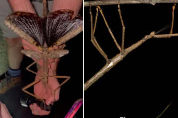 44 கிராம் எடை, 40 செ.மீ நீளம்! அவுஸ்திரேலியாவின் மழைக்காடுகளில் நடந்த ஆச்சரியமான கண்டுபிடிப்பு!