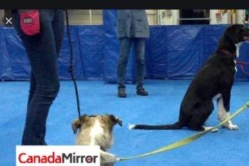 இங்கிலாந்தில் நாயினால் ஒன்றரை வயது குழந்தைக்கு ஏற்பட்ட பரிதாபம்