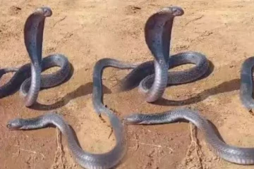 இறந்த ஆண் பாம்பை பார்த்து நகராமல் அப்படியே இருந்த பெண் பாம்பு