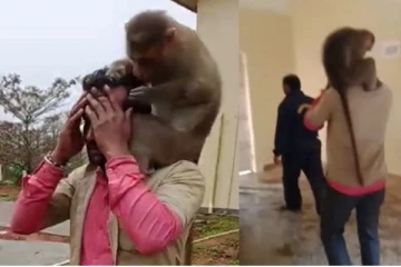 ஆட்டோ ஓட்டுனரை பழிவாங்க 22கிமீ பயணம் செய்த குரங்கு! சினிமாவை மிஞ்சிய திகில் சம்பவம்