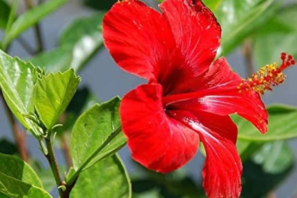 மலச்சிக்கலுக்கு உடனடி தீர்வு கொடுக்கும் பூ.. உங்க வீட்டில் இருந்தால் செய்து பாருங்க | Flowers Medicinal Uses In Tamil